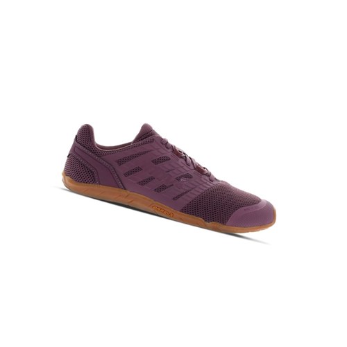 Chaussures D'entraînement Croisé Inov-8 Bare-xf 210 V3 Femme Violette | 7168-MSRUI